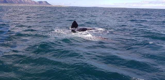 Hermanus Whale Watchers