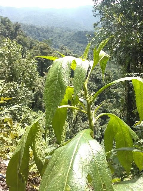 La Gavilana Herbs & Art