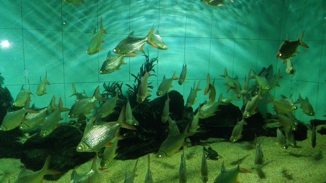 Diyatha Uyana Aquarium