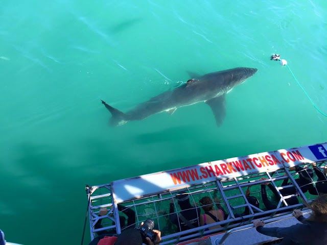 Shark Cage Dive