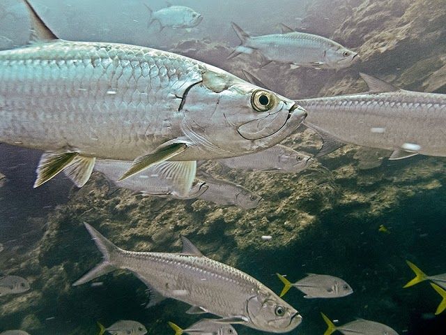 White Sands Dive Shop