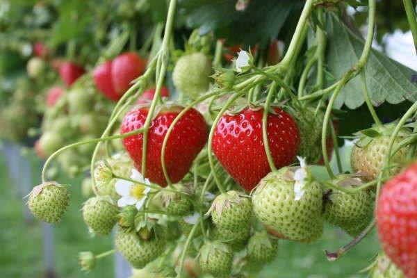 Aardbeientuin G.J. Bronsink