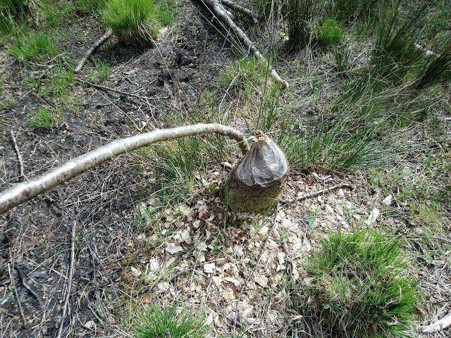 Knapdale Forest Scottish Beaver Trial