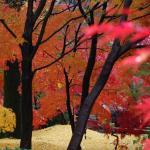 Green House Cake And Bakery