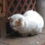 Man FuLong Restaurant