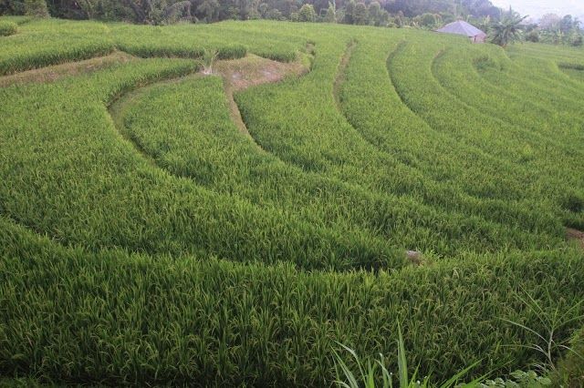 Secret Garden Sambangan Information Center