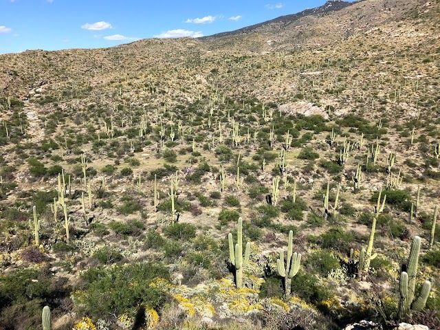 Saguaro National Park East