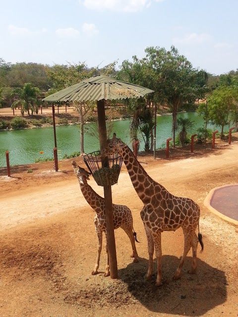 Parque Zoologico Animaya