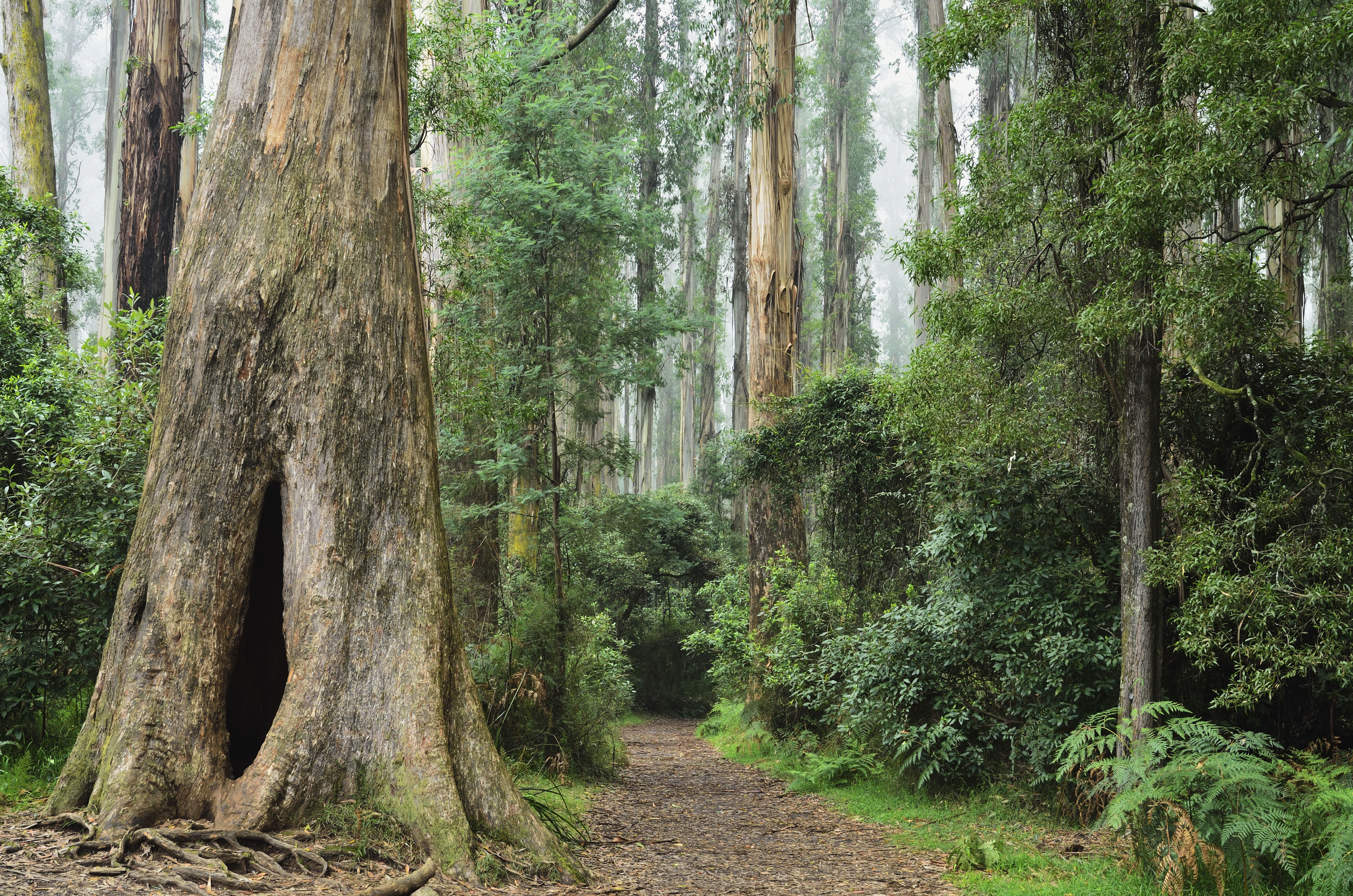 Dandenong Ranges National Park