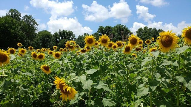 Forks of the River Wildlife Management Area
