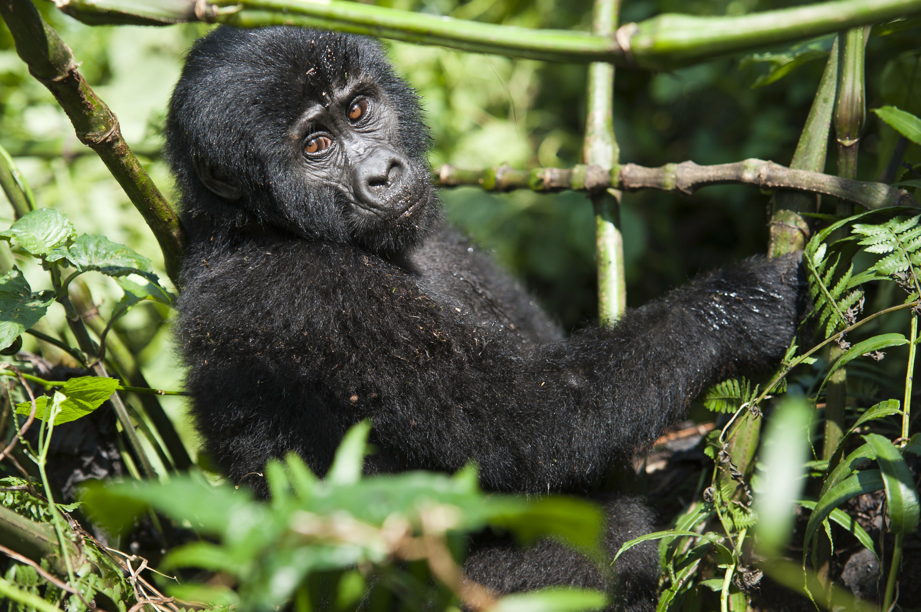 Bwindi Impenetrable National Park
