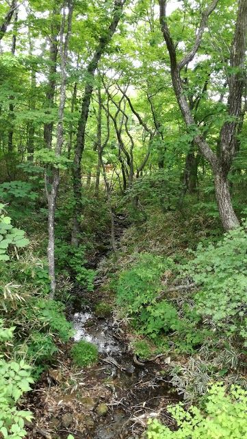 Nasu Heisei-no-mori Forest
