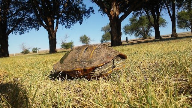Ned Houk Memorial Park