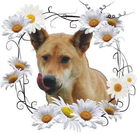 Luckydaisy's Bamboo Bar + Restaurant