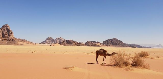 Wadi Rum Protected Area