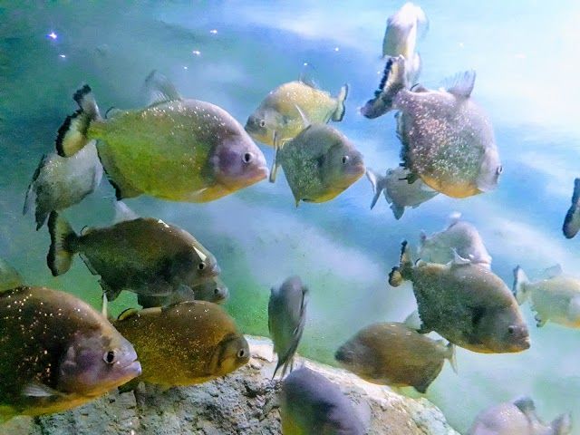 Parana River Aquarium