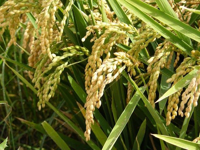 La Torra: Centre d'Interpretacio de l'Arros