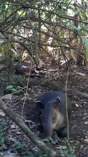 Corcovado, estacion Sirena National Park