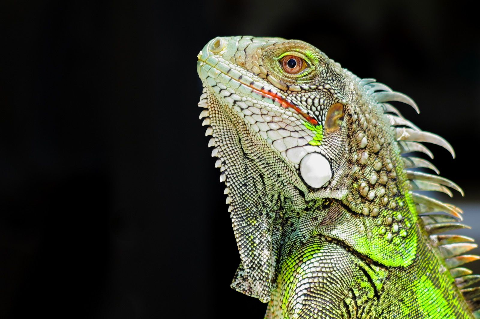 Green Iguana Naturschutzprojekt