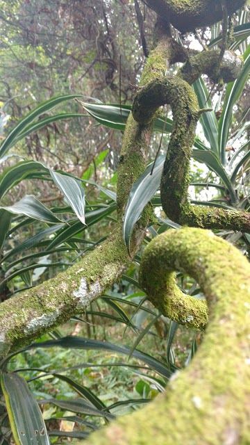 Xoxoctic Botanical Garden