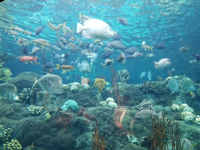 Florida Aquarium