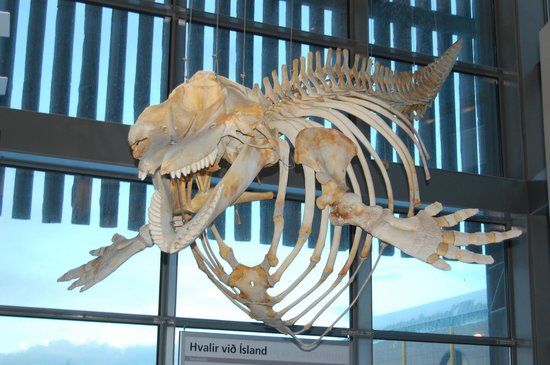 Natural History Museum of Kopavogur