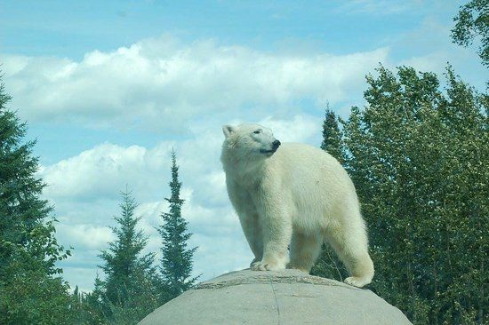 Polar Bear Habitat Heritage Village
