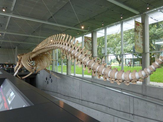 Beaty Biodiversity Museum