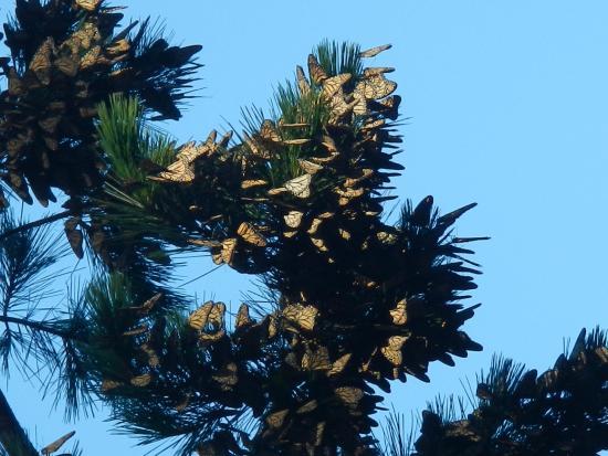 Monarch Grove Sanctuary