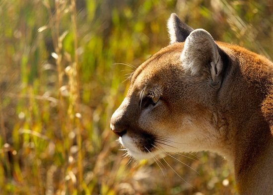Yellowstone Wildlife Sanctuary
