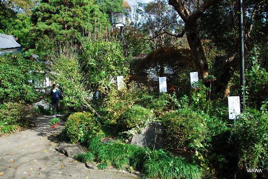 Manyo Botanical Garden