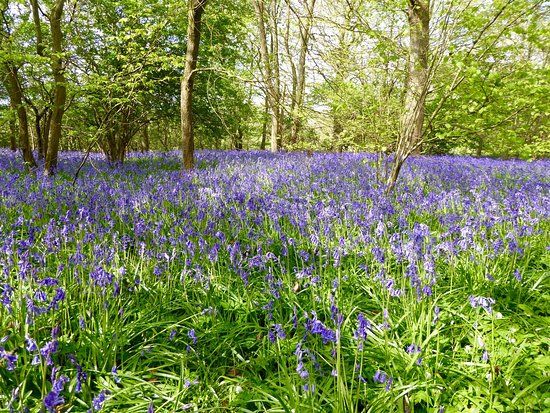Arlington Bluebell Walk