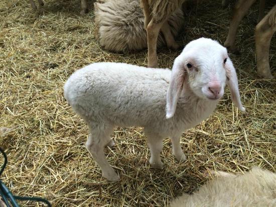 Fattoria delle Coccole