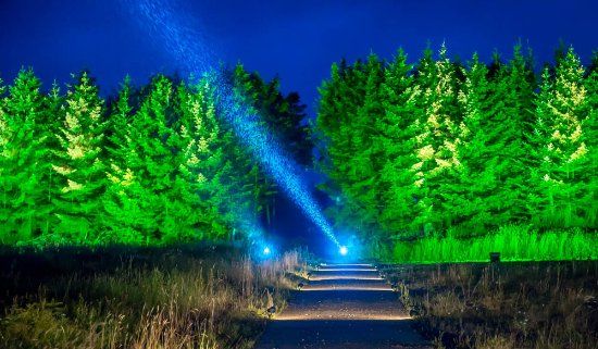 Woodland Experiences