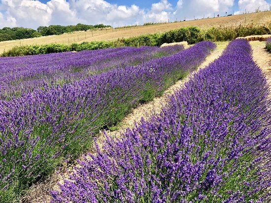Lordington Lavender