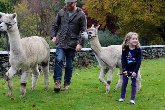 Alpacaly ever after