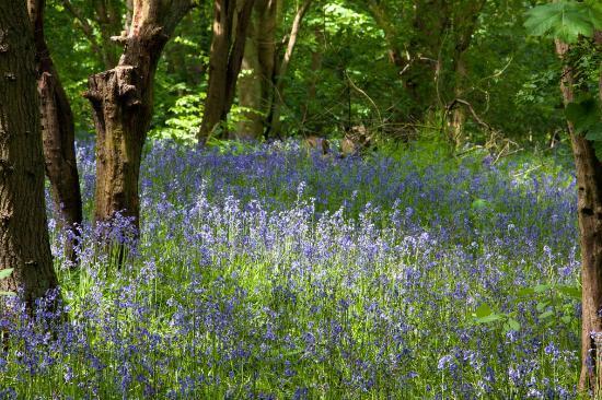 Barlow Common Nature Reserve