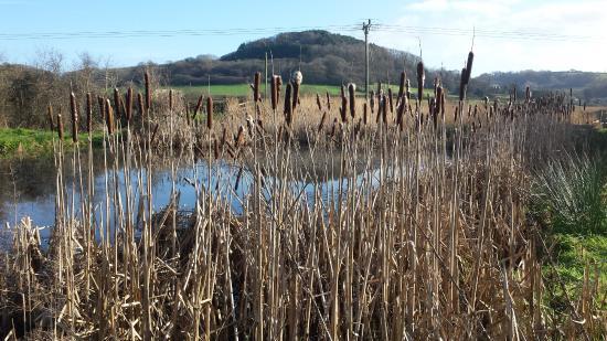 Seaton Wetlands Nature Reserve