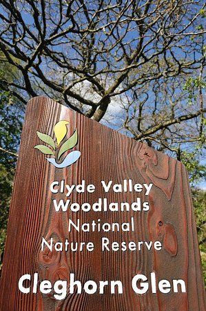 Clyde Valley Woodlands National Nature Reserve