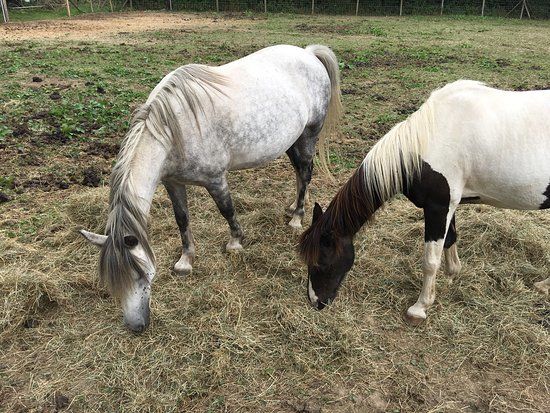 Parc Animalier de La Dame Blanche