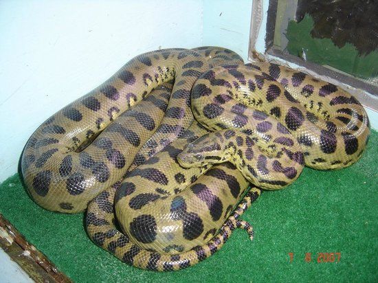 Terrarium et Vivarium de Kerdanet