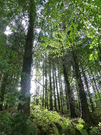 Holyford Woods Local Nature Reserve