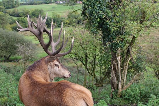 South West Deer Rescue