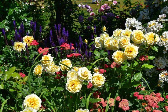 Peter Beales Roses Ltd