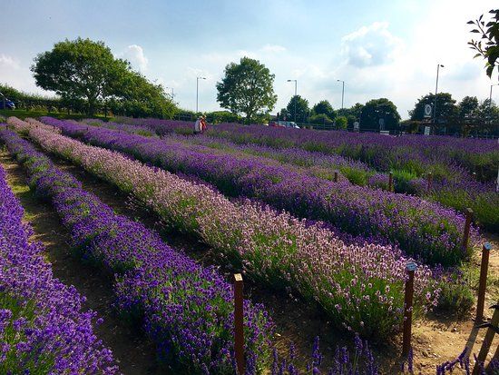 Norfolk Lavender
