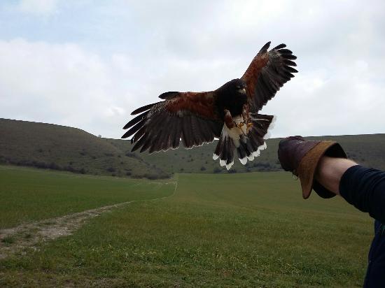 Mere Down Falconry