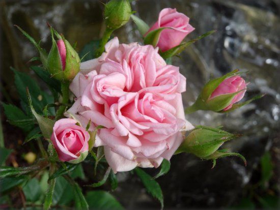 Rosengarten Seppenrade