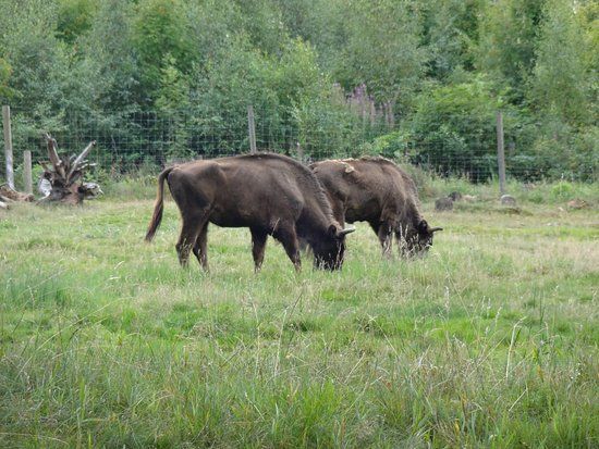 Wildpark Gersfeld