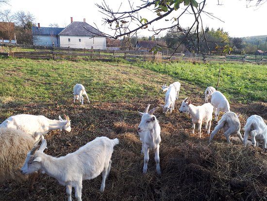 Orsegi Kecskefarm