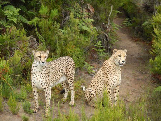Tenikwa Wildlife Awareness Centre